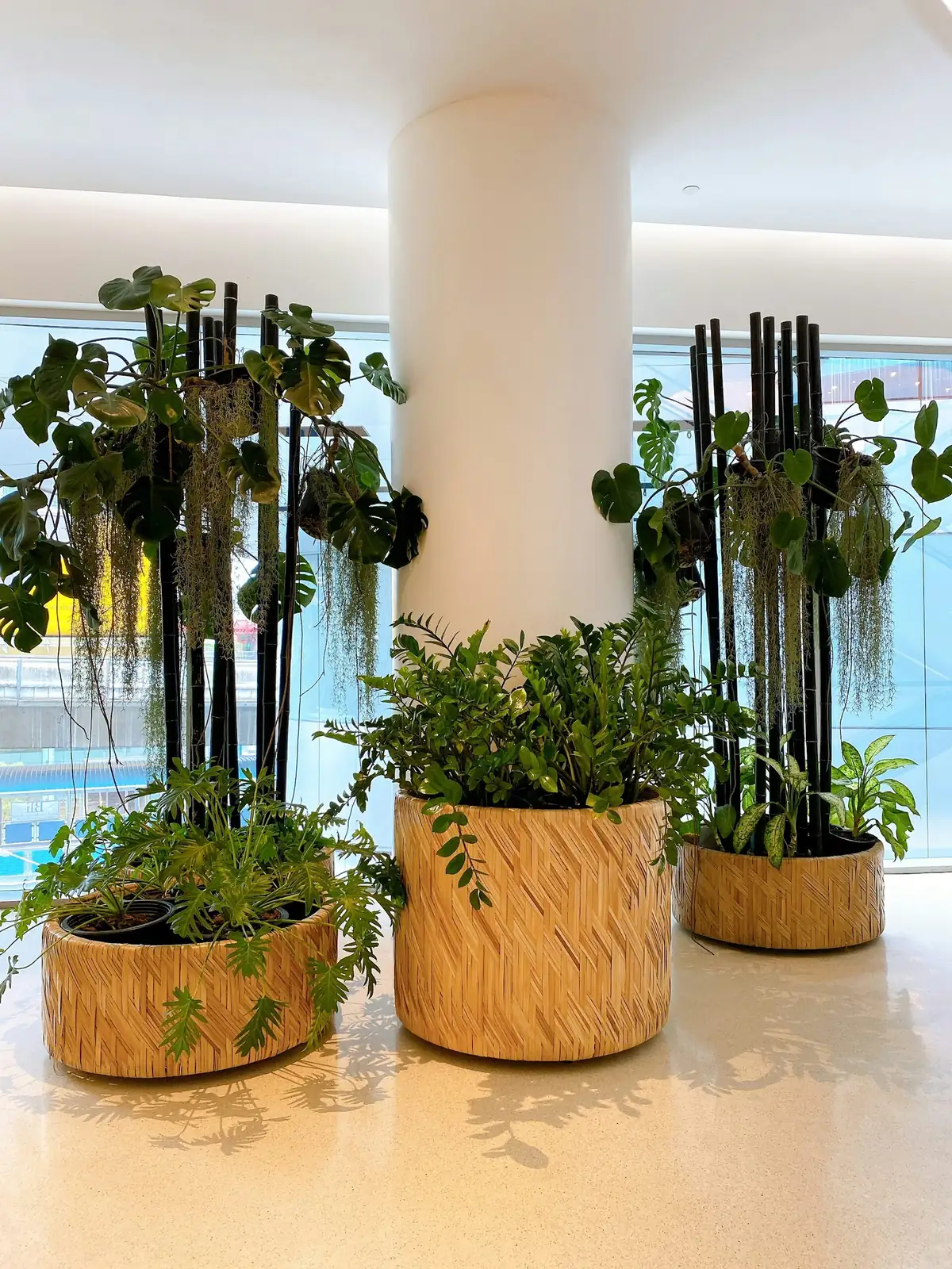 medinilla magnifica window plant stand