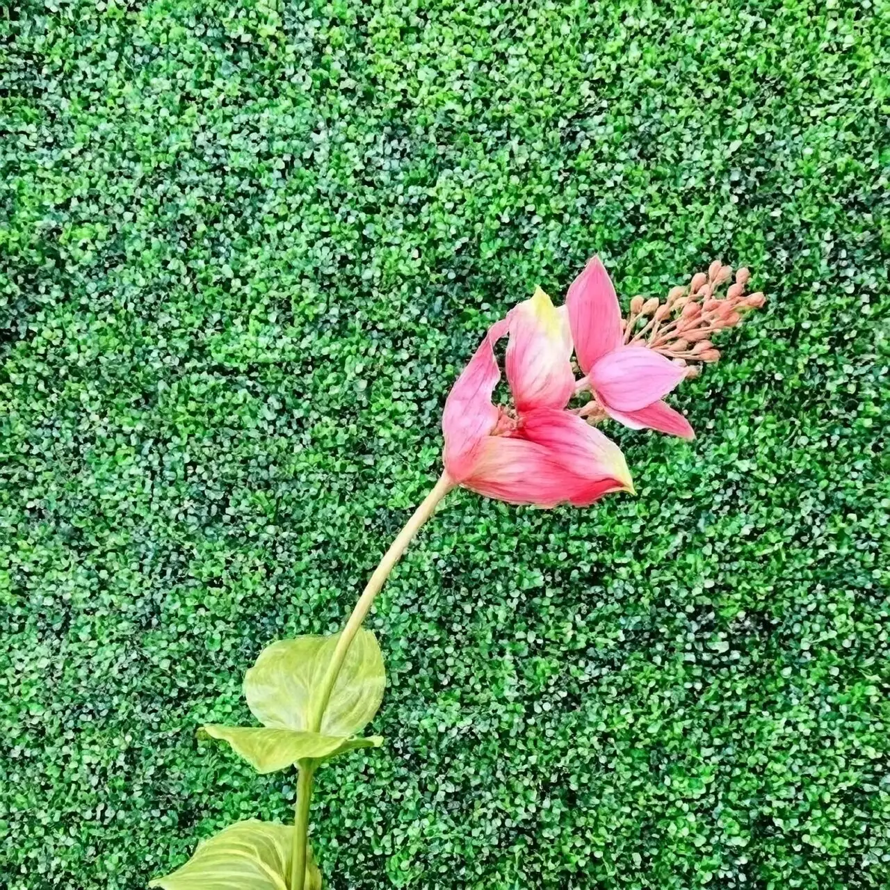 medinilla magnifica stem cuttings tray