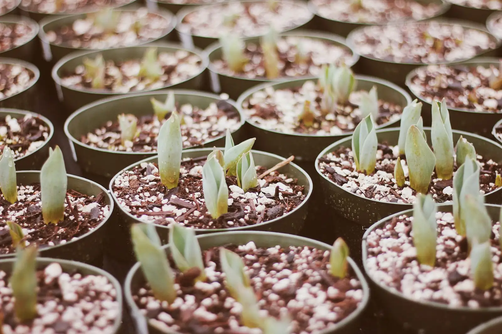 medinilla magnifica seedlings nursery tray