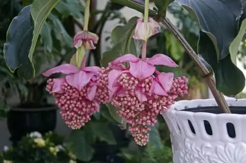 medinilla magnifica potting mix bark