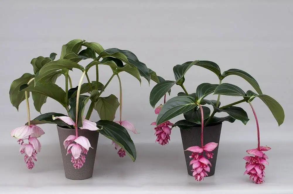 medinilla magnifica in deep pot