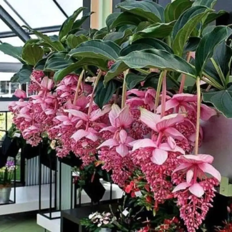 medinilla magnifica pot bottom mesh