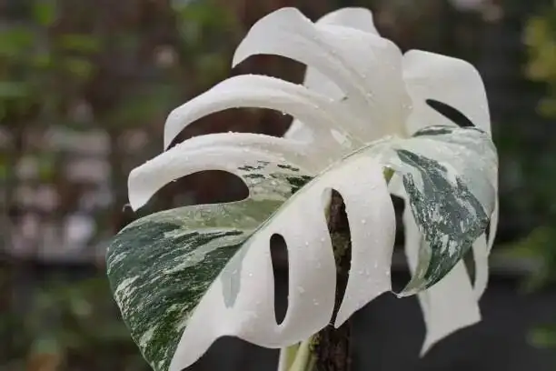 medinilla magnifica misting leaves indoors