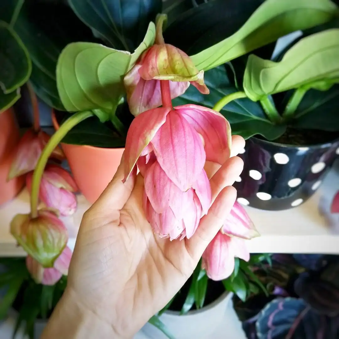 Medinilla magnifica pebble tray humidity