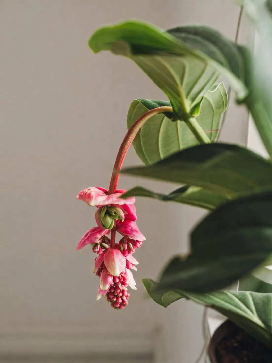 Medinilla magnifica window sheer curtain