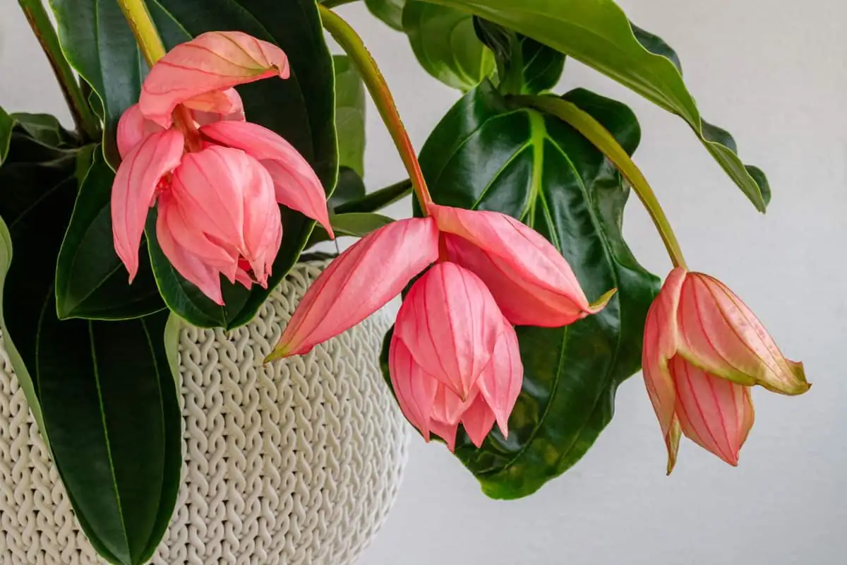 Medinilla magnifica winter window light