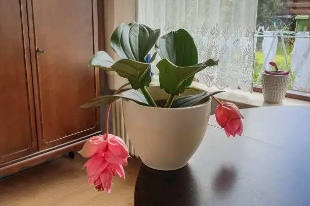 花市挑对“女王范”！3～5个大花序才算合格的宝莲花选购术