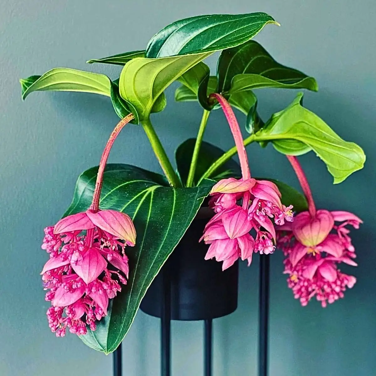 Medinilla magnifica healthy leaf close-up
