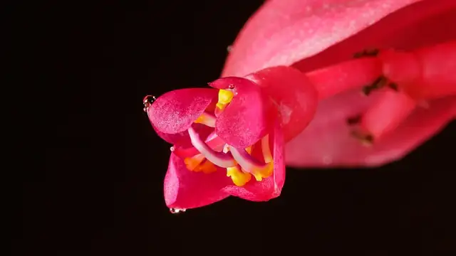 Medinilla magnifica drooping inflorescence close-up
