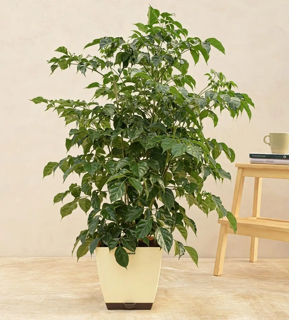 china doll plant humidity tray