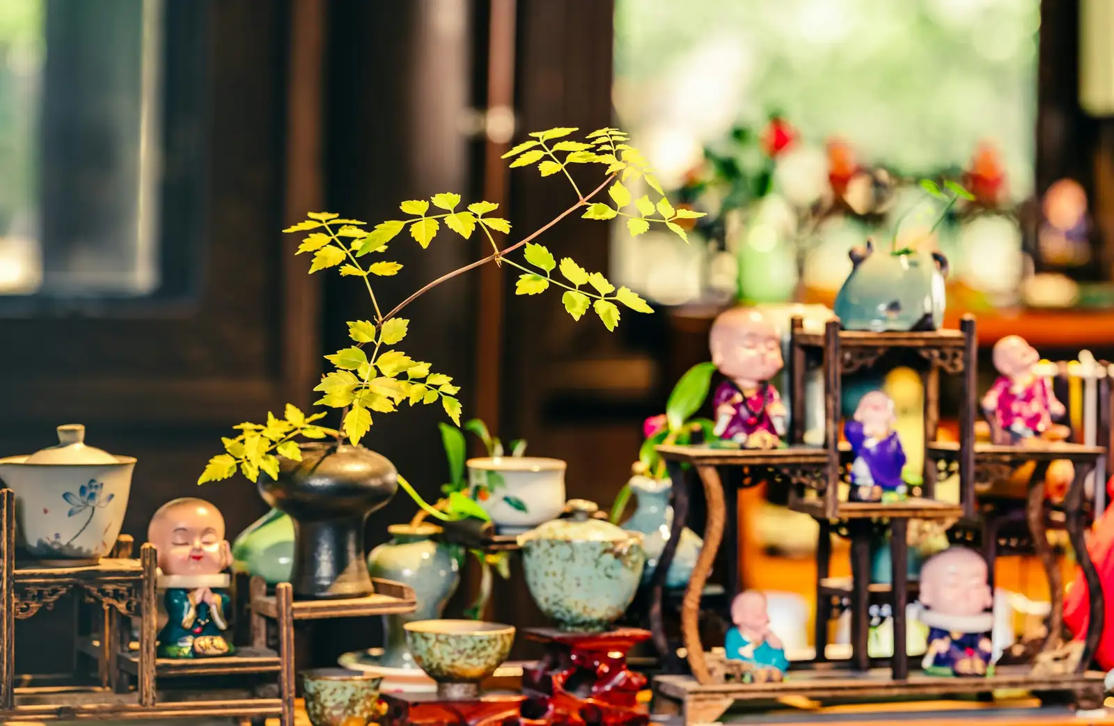 china doll plant leaf wiping
