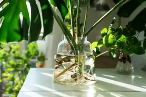 china doll plant hydroponic glass vase