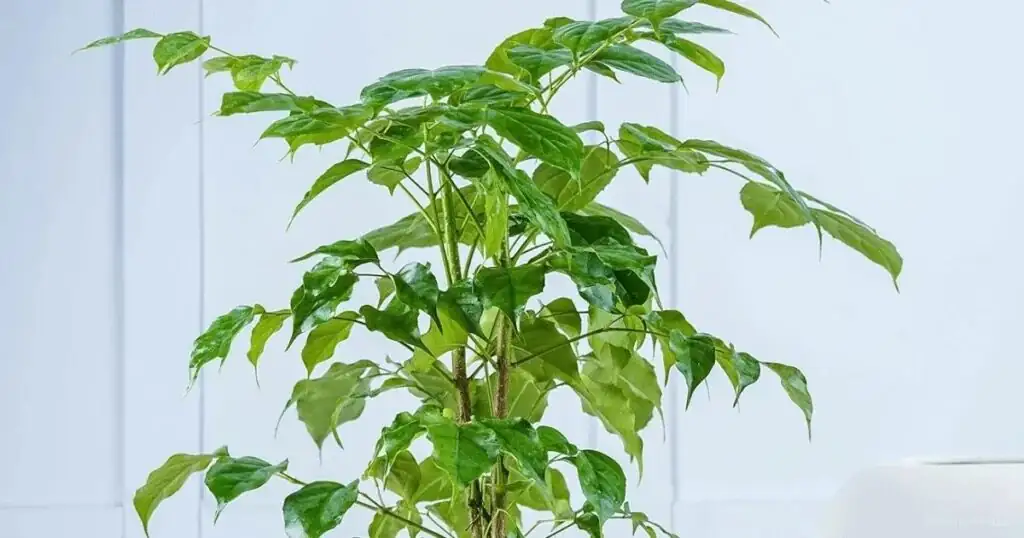 china doll plant leggy stems