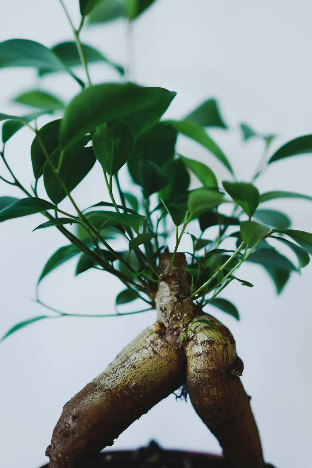 china doll plant root rot repotting