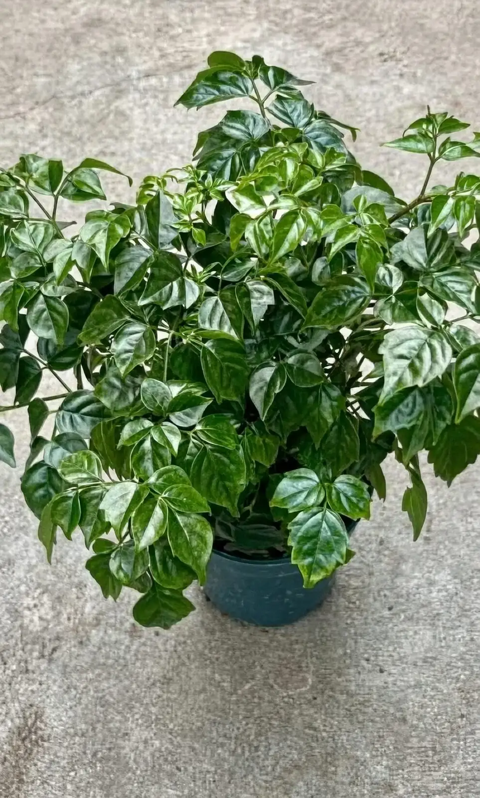 china doll plant scale insects leaves