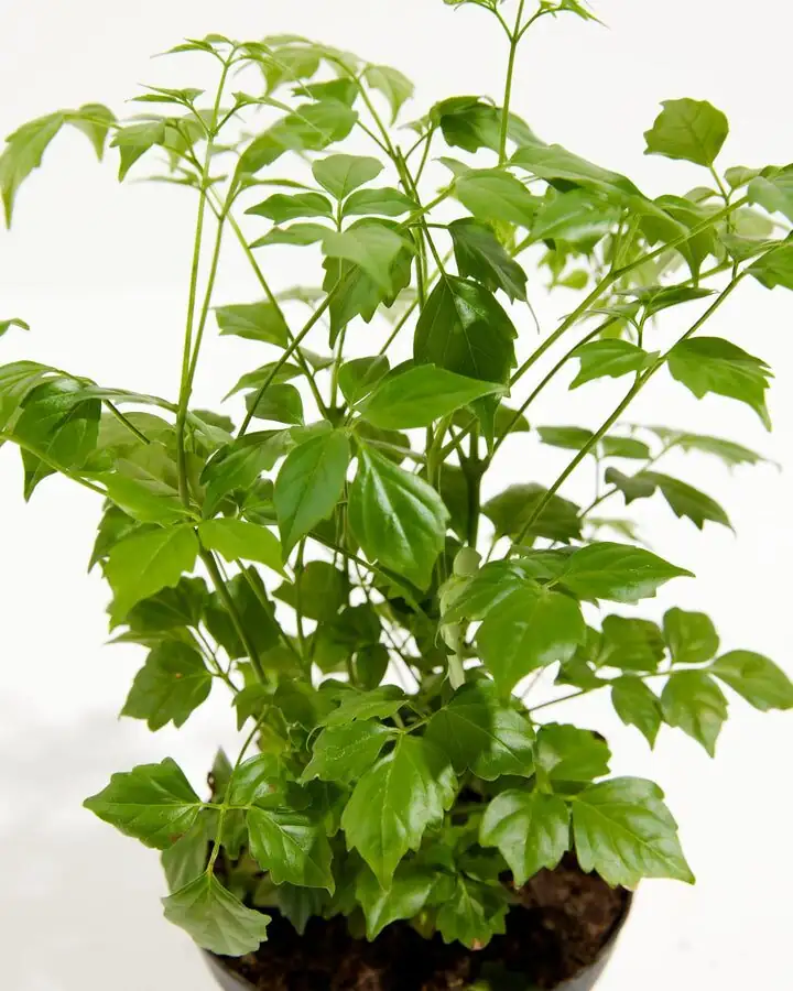 china doll plant leaf close-up