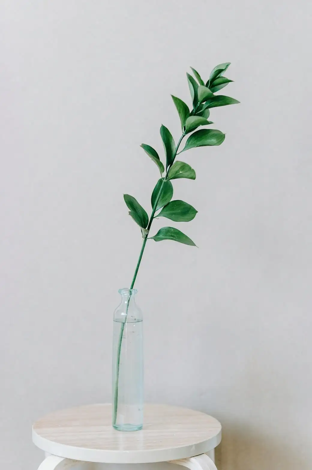 china doll plant stem cuttings