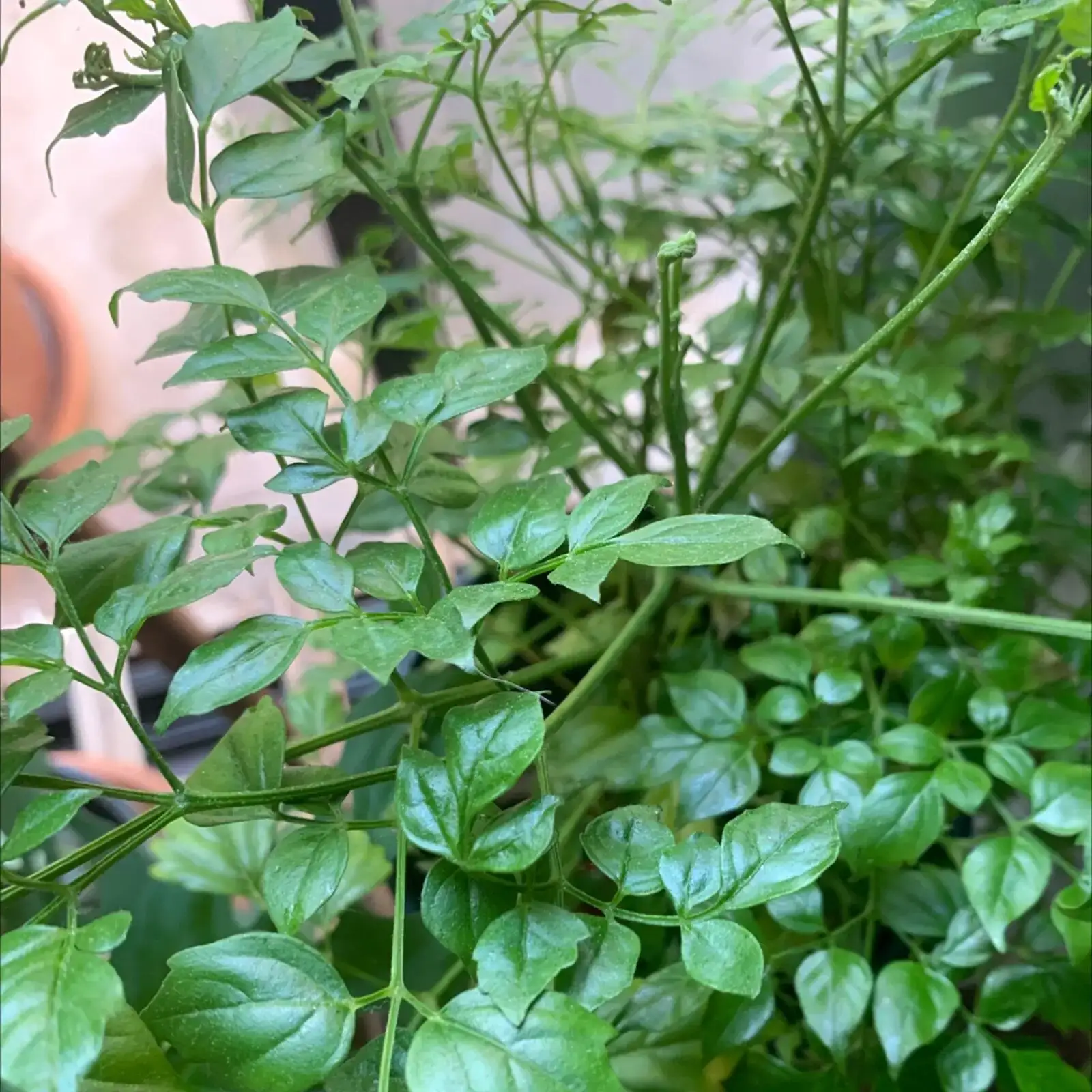 china doll plant compound leaves close-up