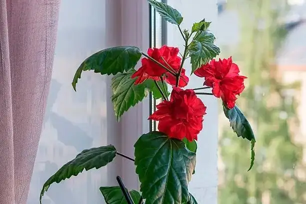 china doll plant layered branching pruning