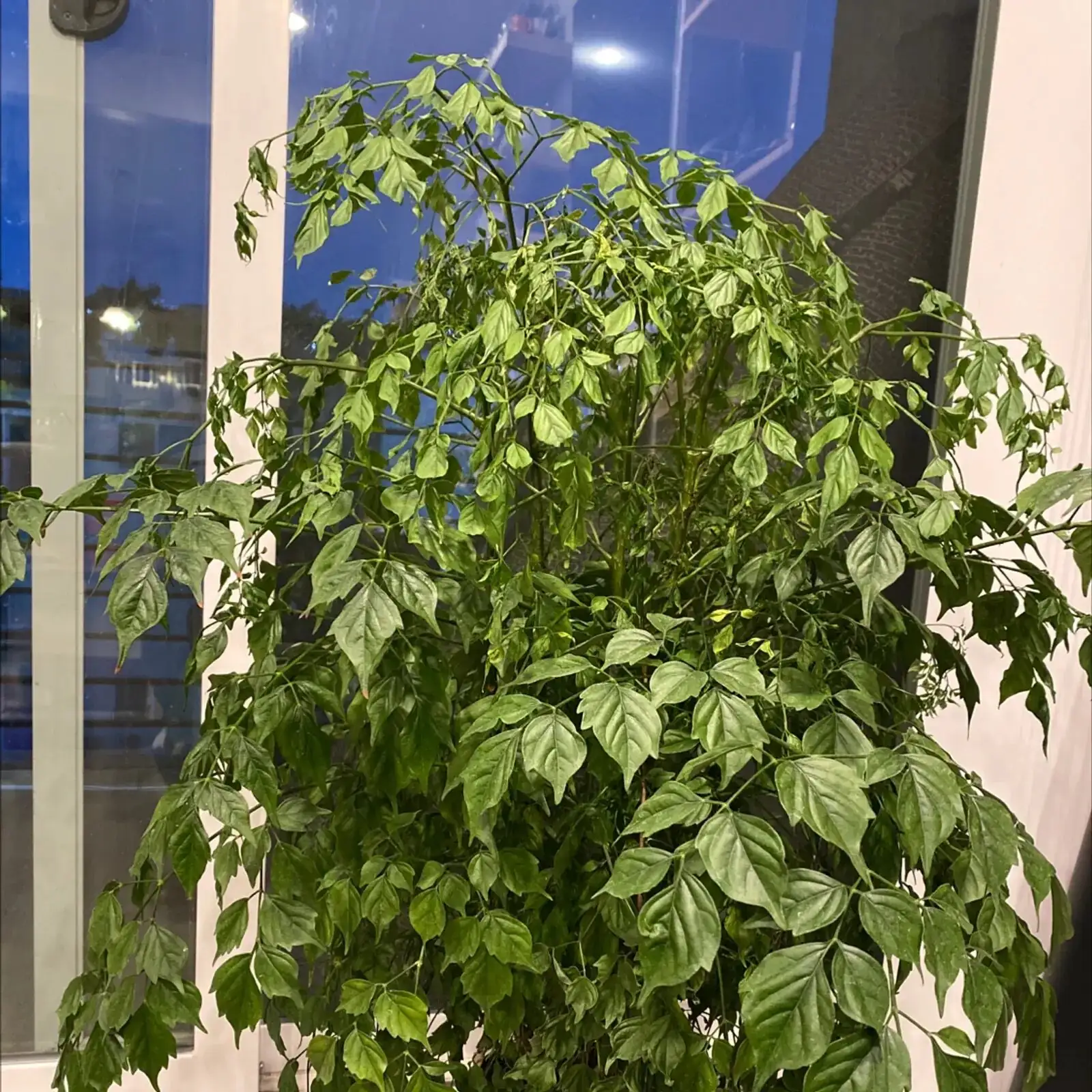 china doll plant bright window and dim room