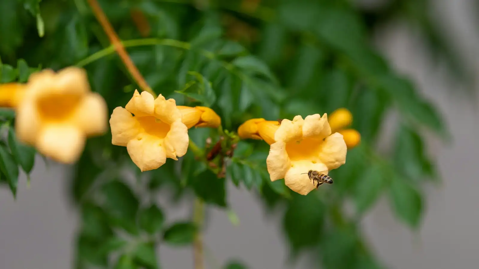 china doll plant yellow trumpet flowers