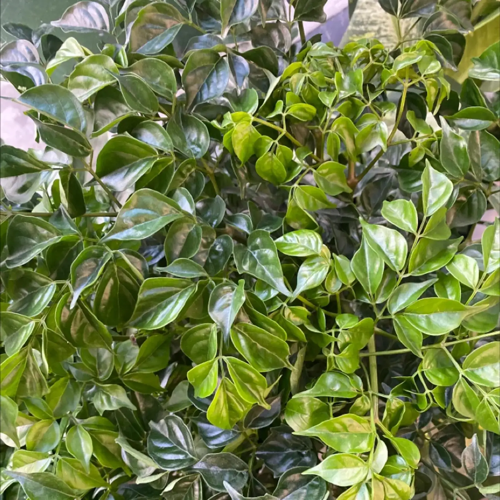 china doll plant leaves close-up