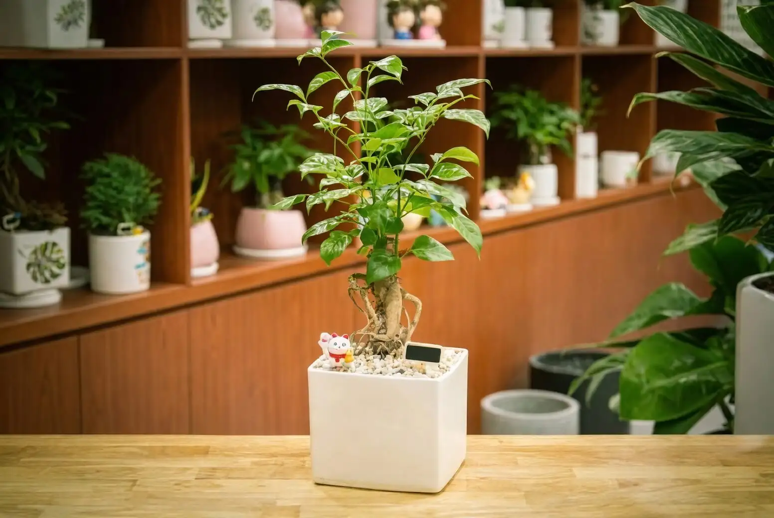 china doll plant flower shop display