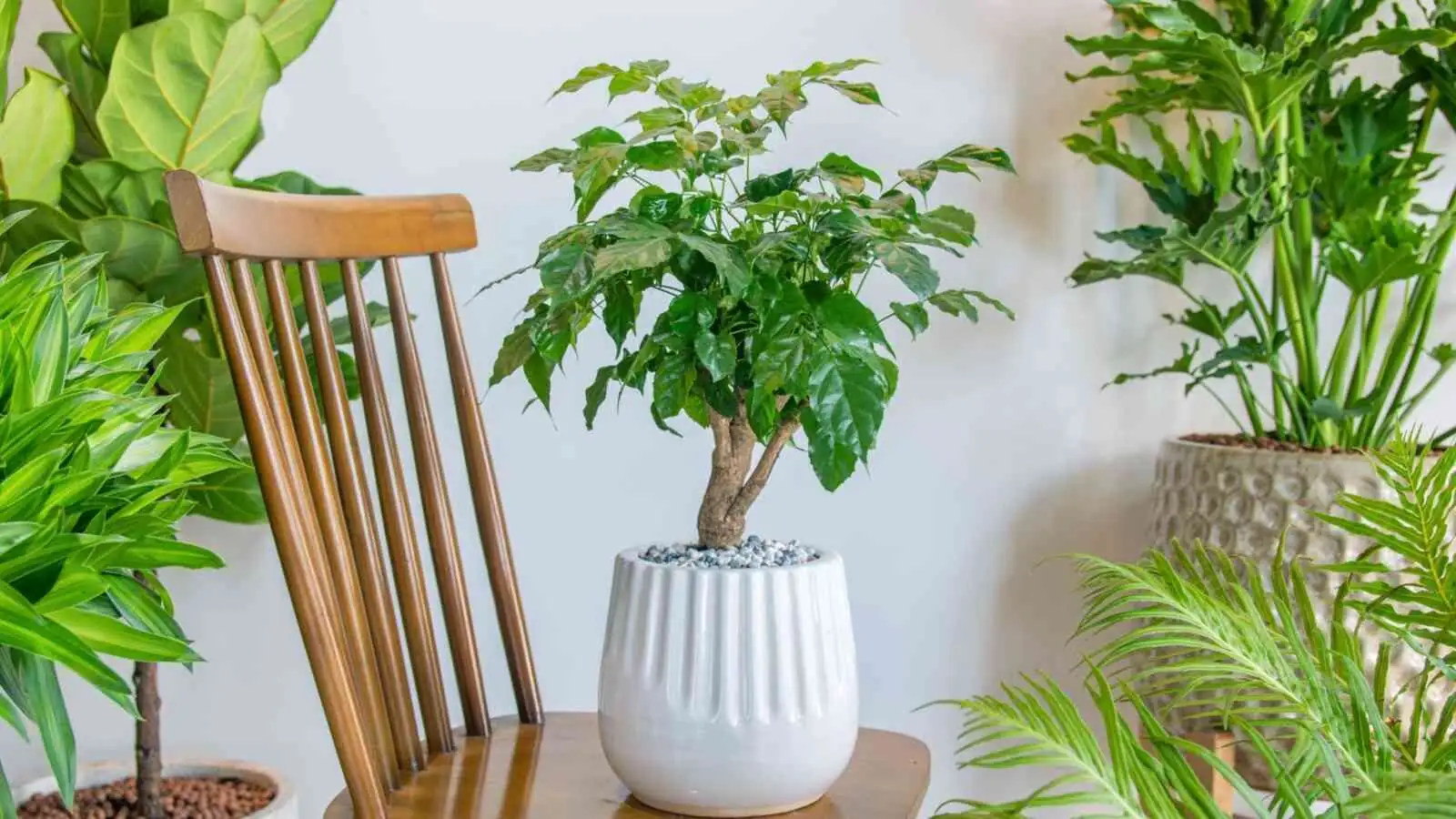 china doll plant east window morning light