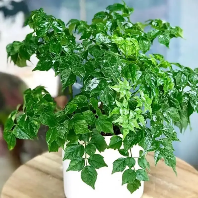 china doll plant housewarming gift
