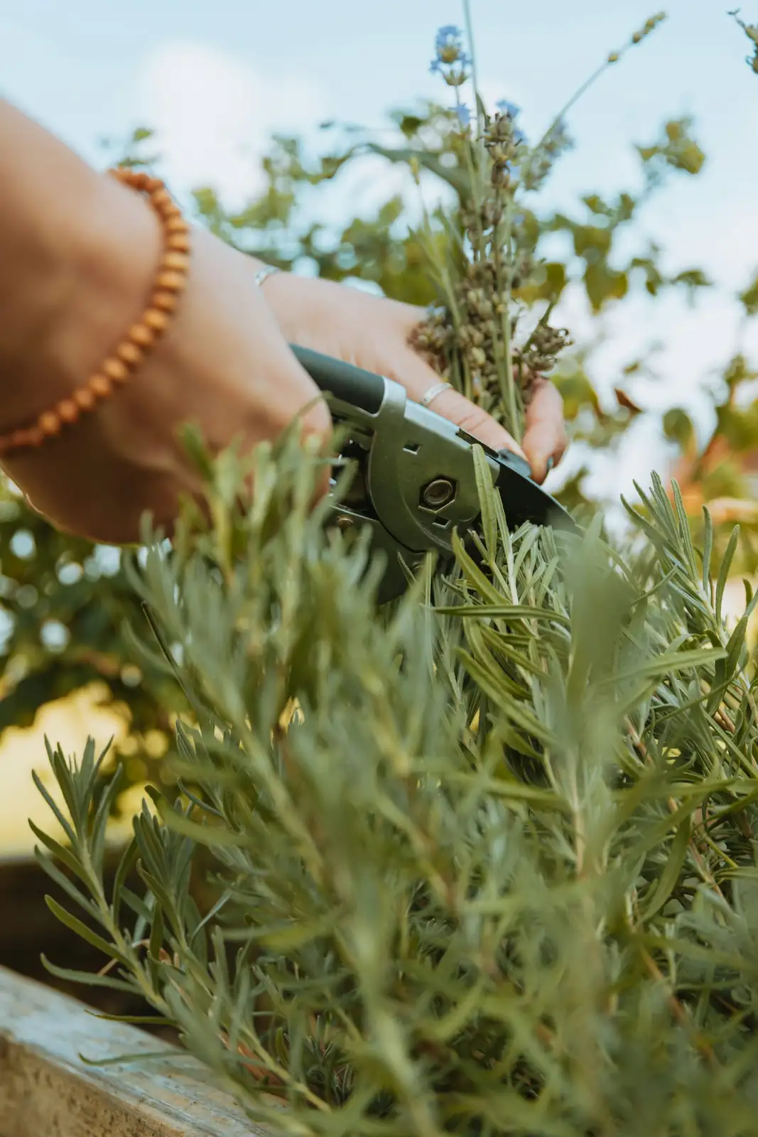 china doll plant cutting angled cut