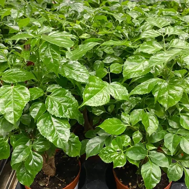 china doll plant seed tray sowing