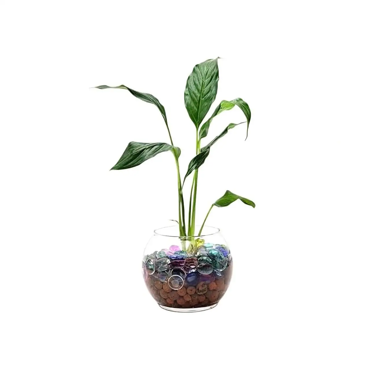 china doll plant hydroponic glass pebbles