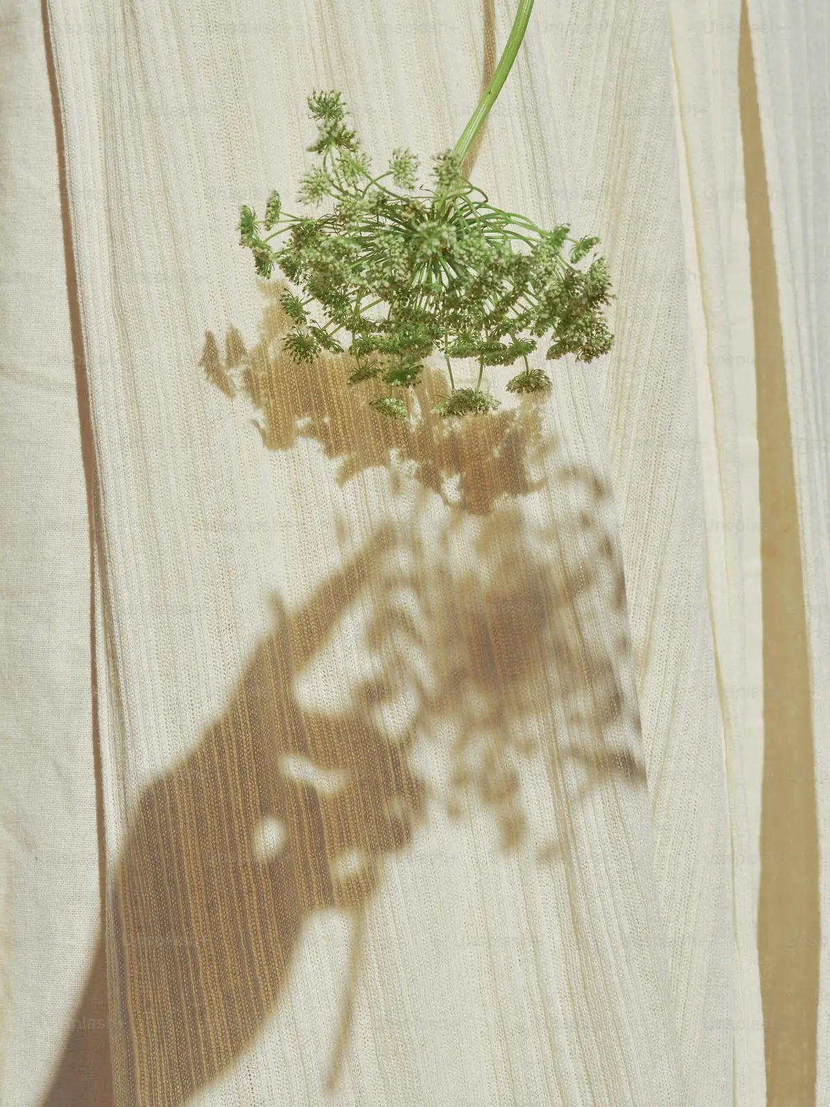 china doll plant hand shadow