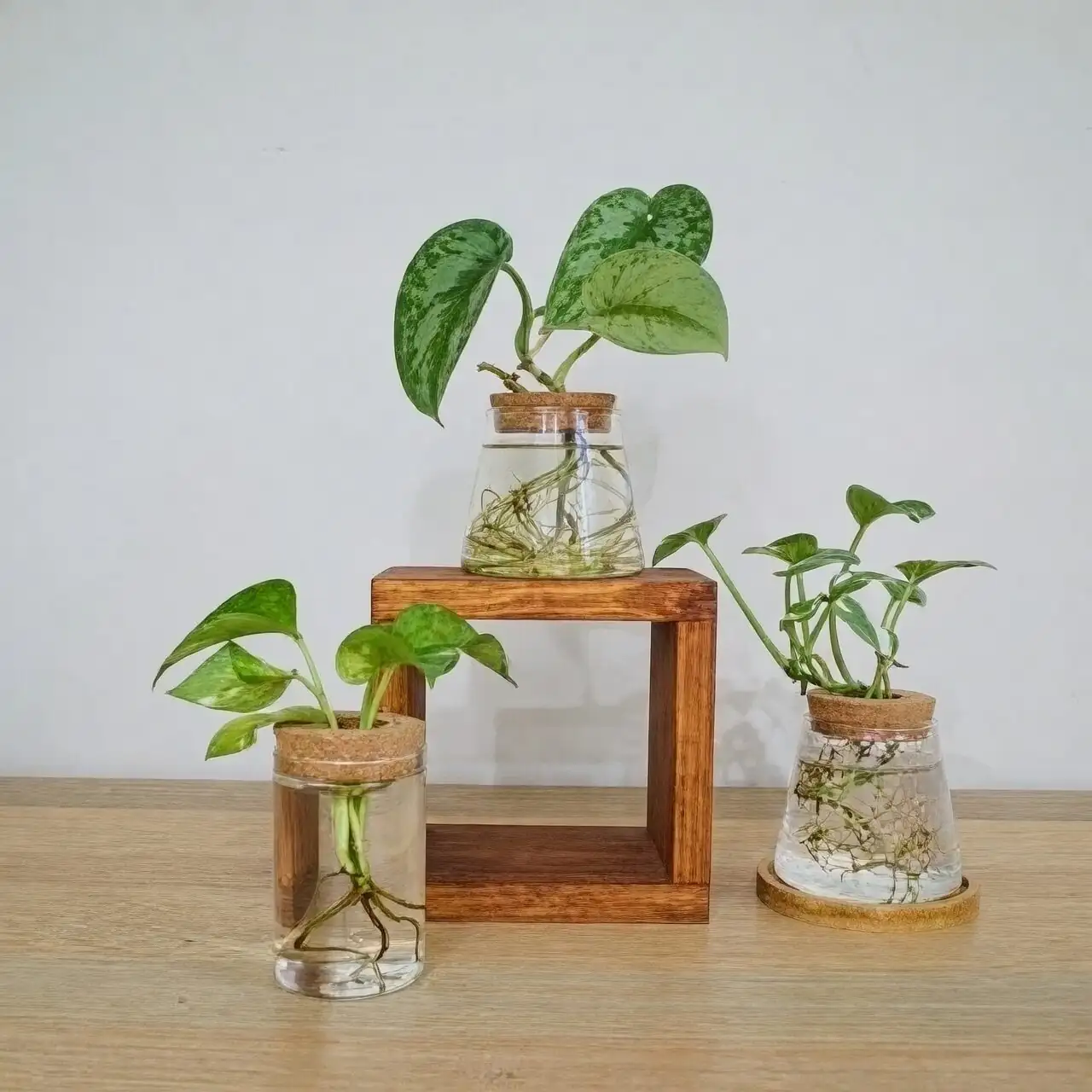 china doll plant roots in glass vase