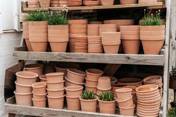 china doll plant terracotta pot watering
