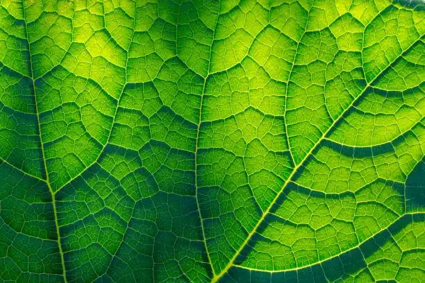 china doll plant leaf tip burn close-up
