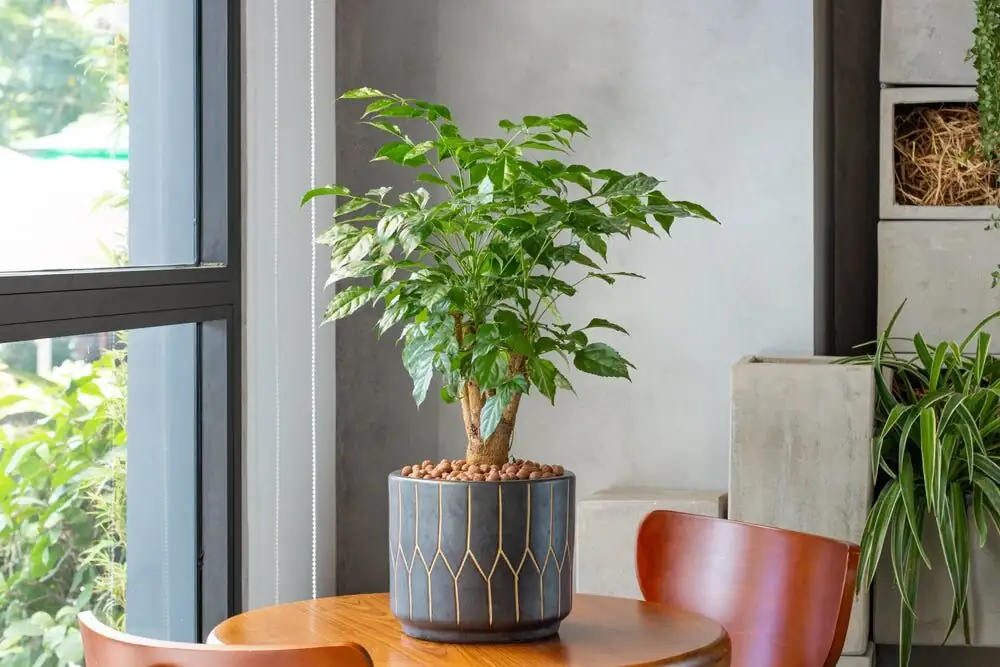 china doll plant near window fan