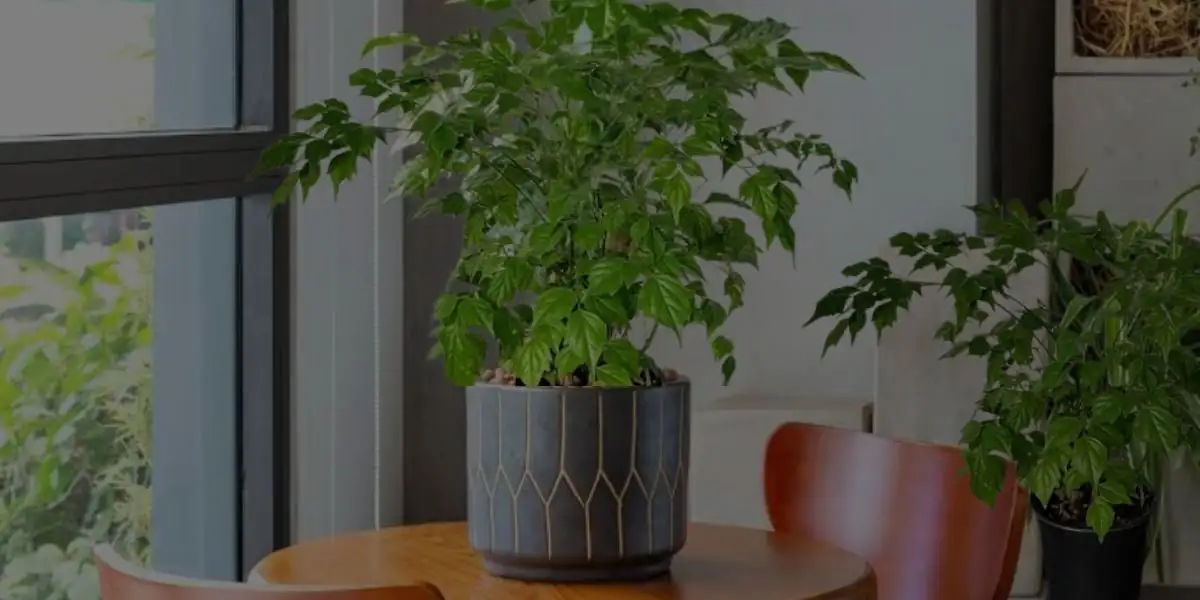 china doll plant child pet safe placement