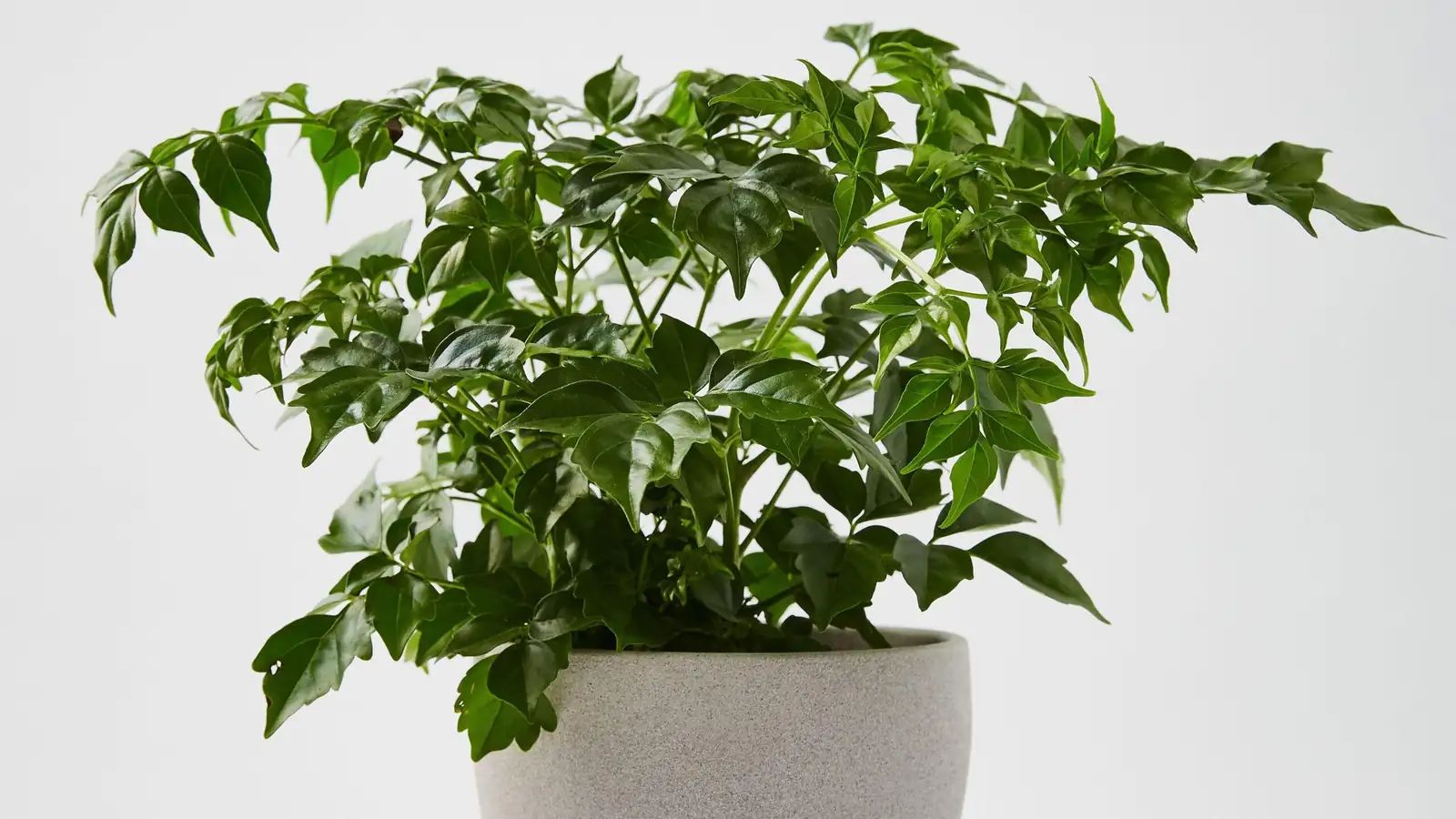 china doll plant glossy leaves close up