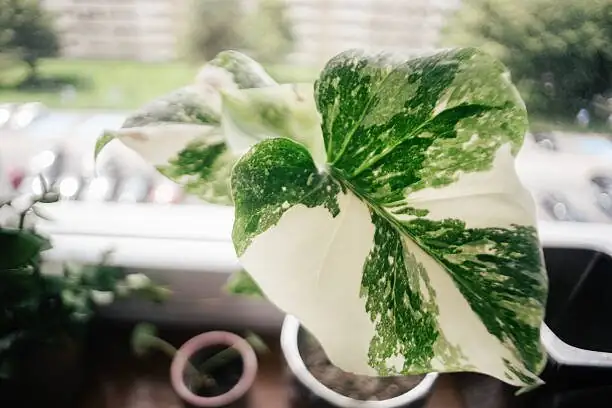 china doll plant with monstera aglaonema