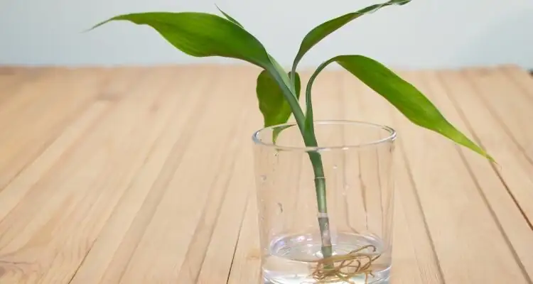 lucky bamboo water roots in glass