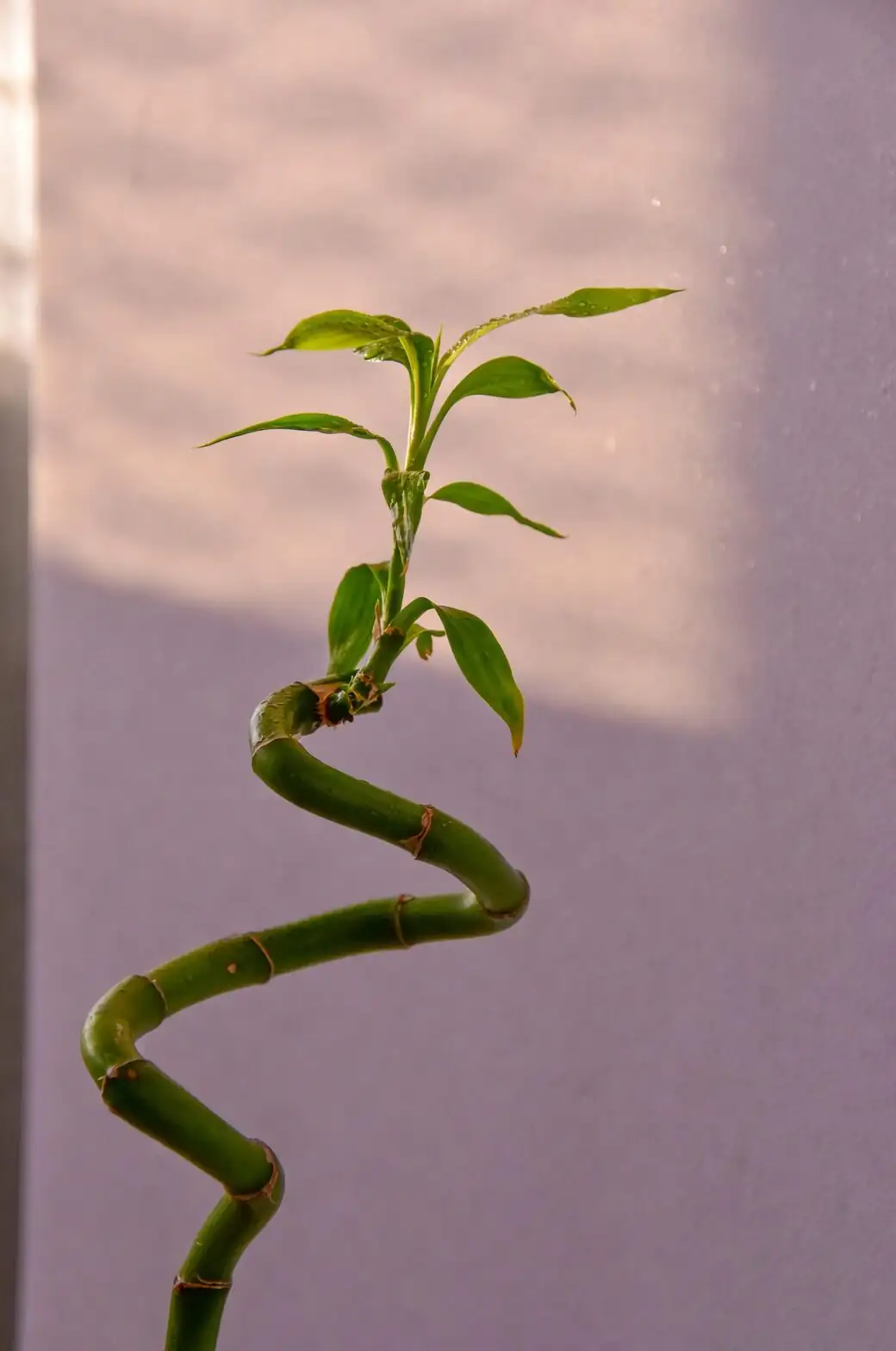 lucky bamboo leggy stems indoor