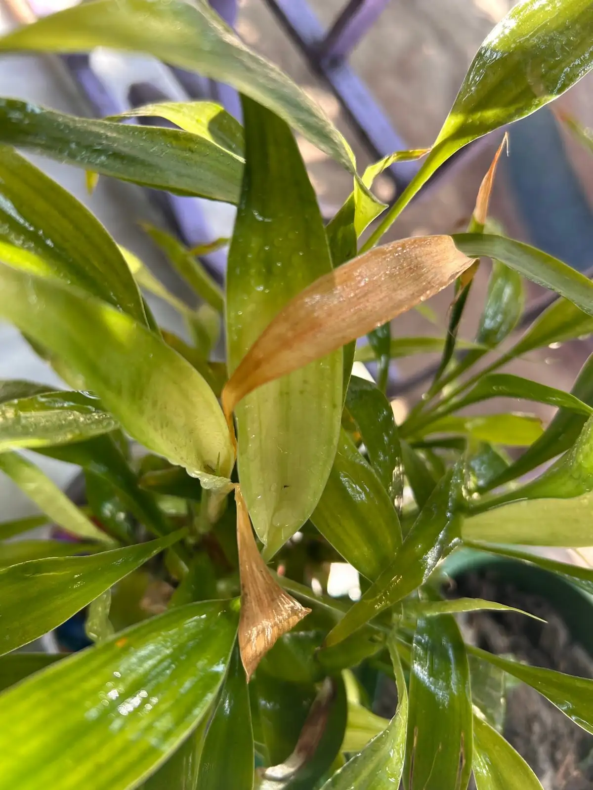 lucky bamboo brown leaf tips close-up