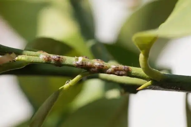 lucky bamboo scale insects stem close-up