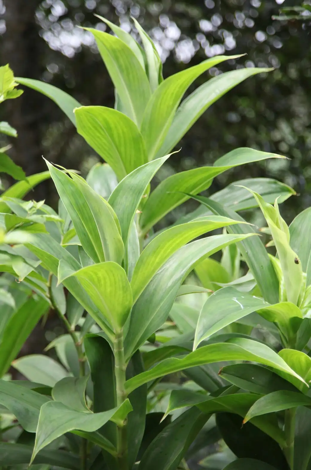 dracaena sanderiana rainforest habitat