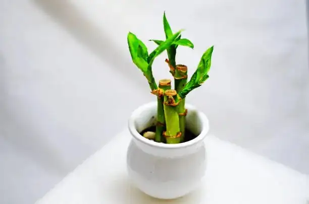 lucky bamboo vs bamboo stems