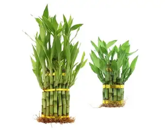 lucky bamboo spiral tower arrangement