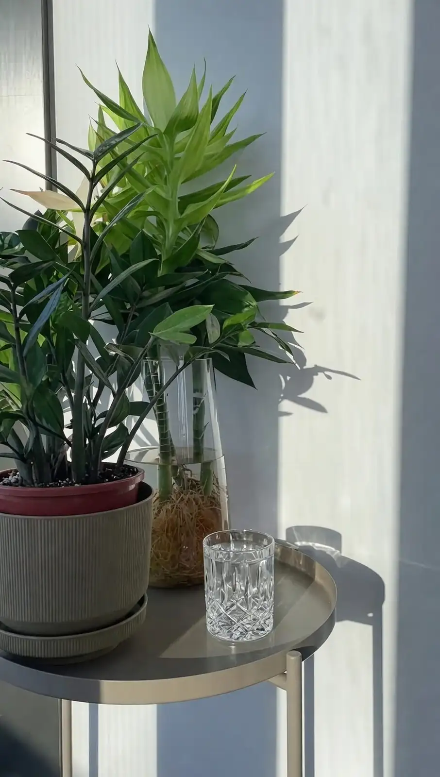 lucky bamboo on windowsill glass vase