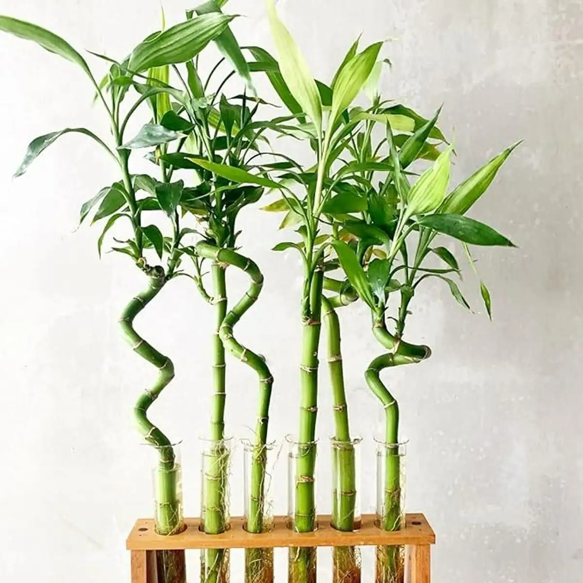 螺旋富贵竹是“拗”出来的吗？光性+旋转，让茎干自己会拐弯