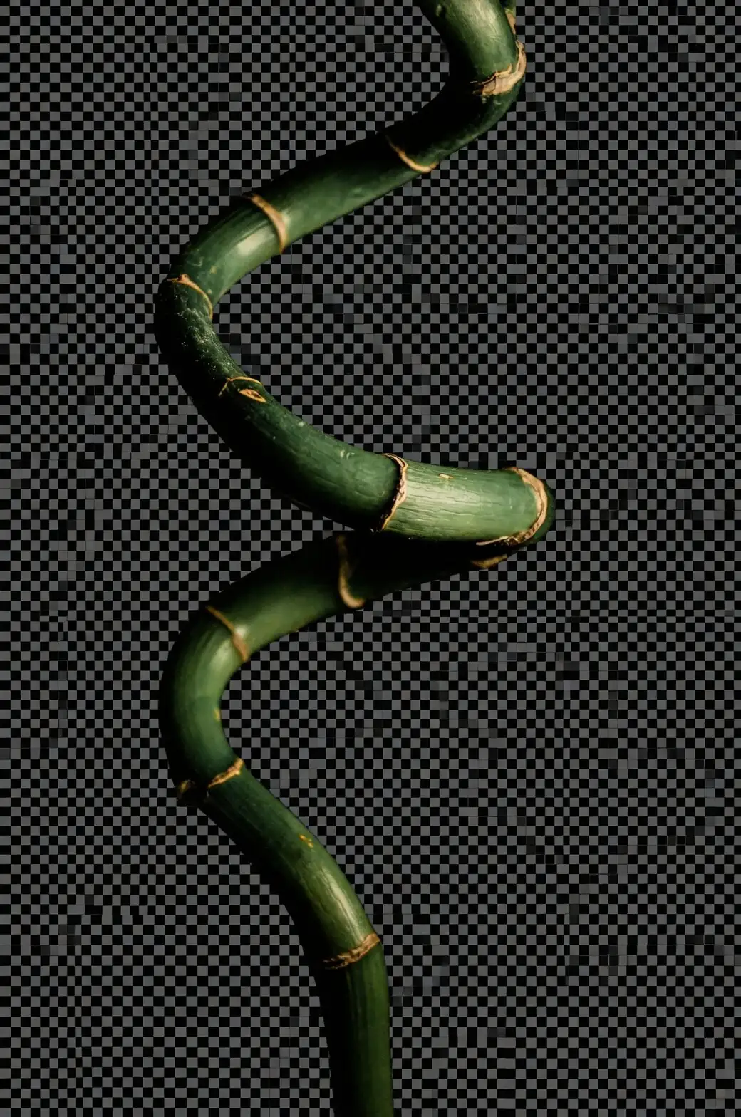 lucky bamboo cardboard window tube